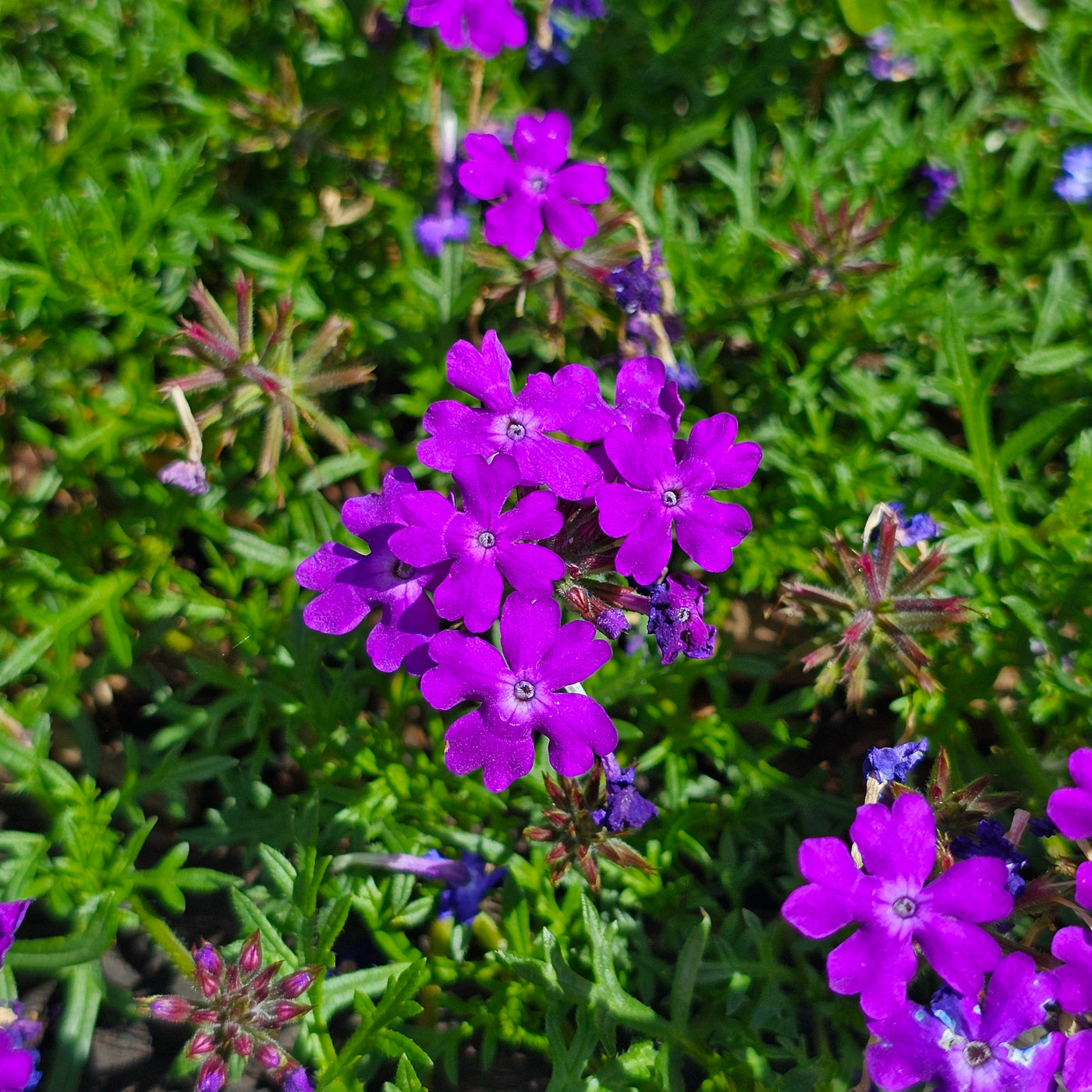 Verbena tenuisecta