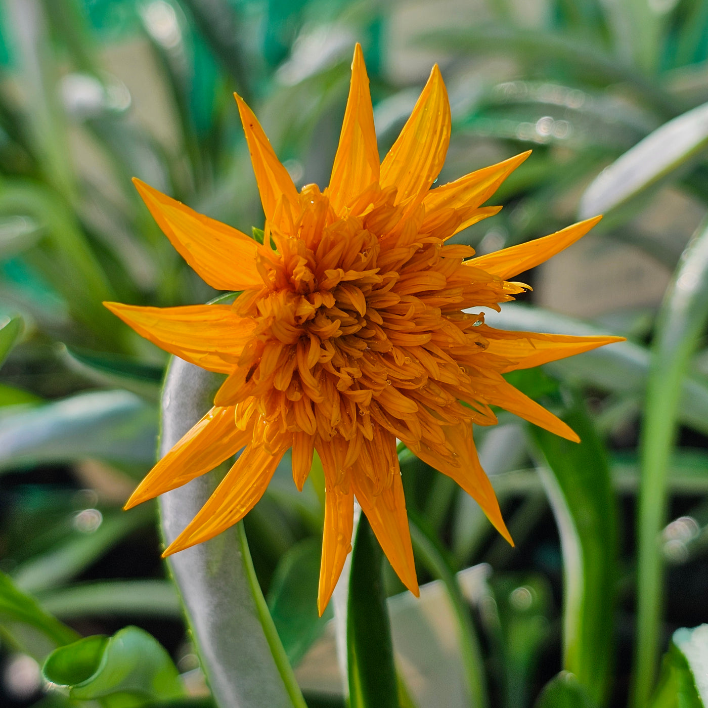 Gazania Chungwa
