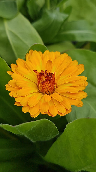 Calendula officinalis | Sunset Tones