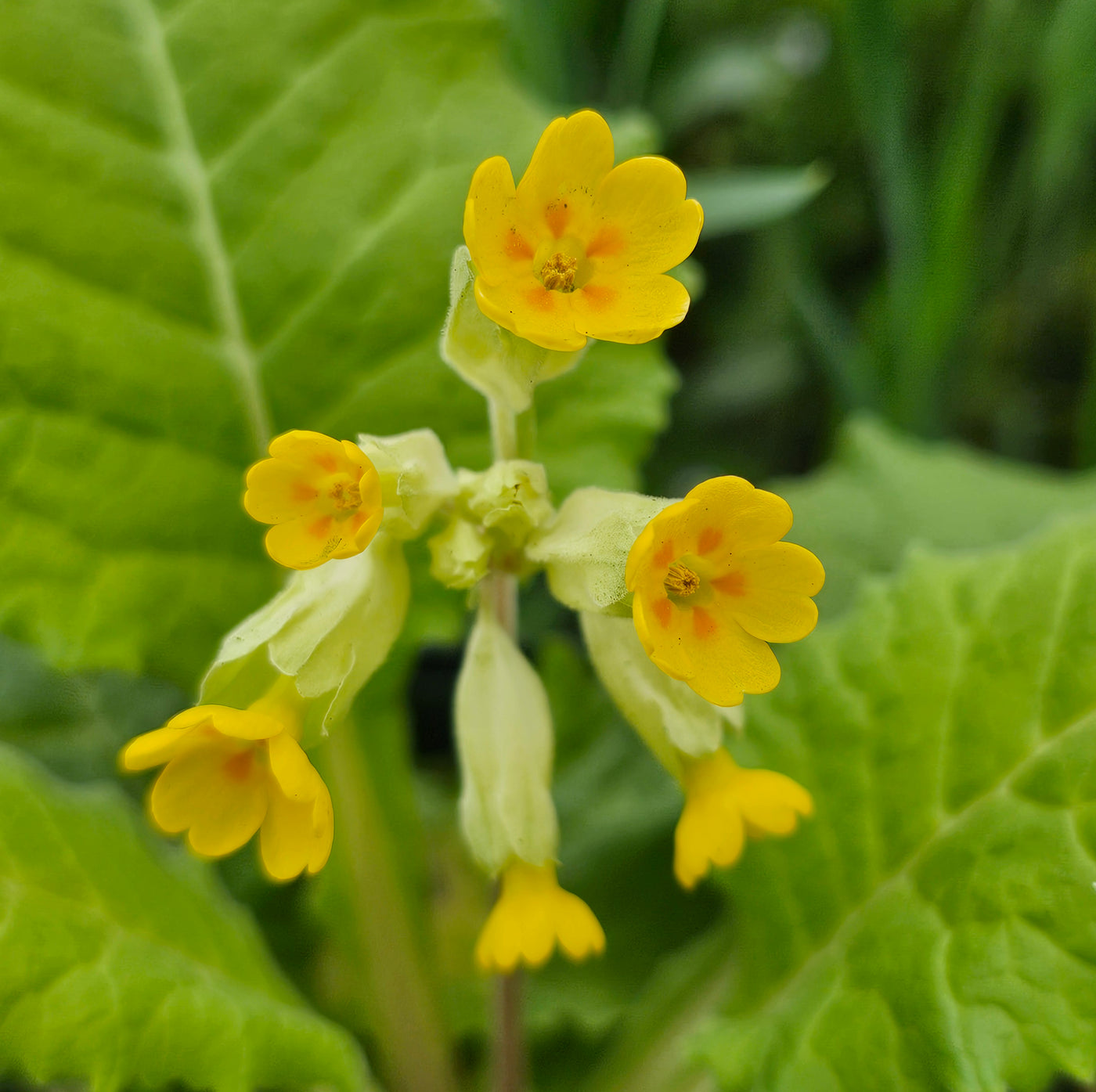 Primula veris