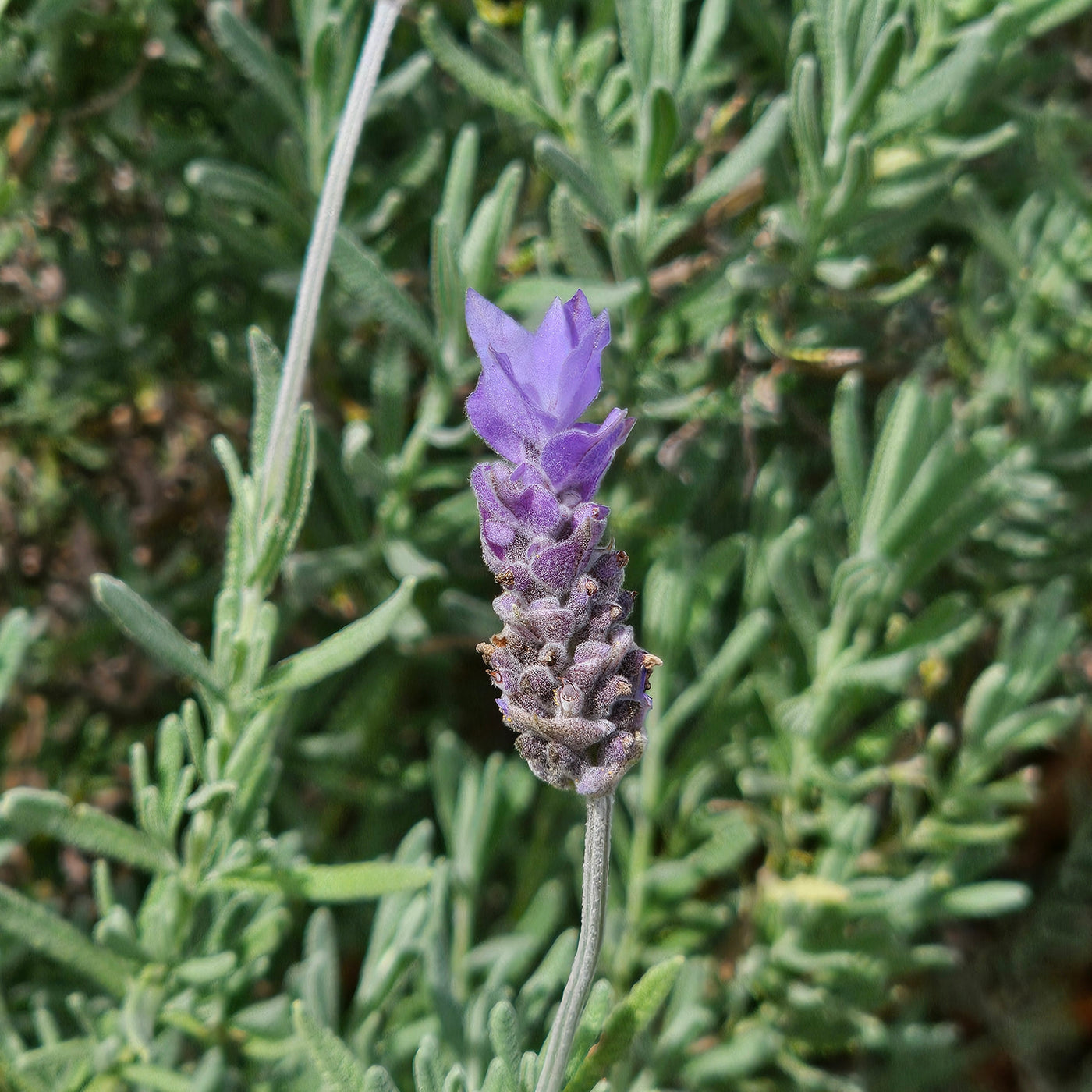 Lavandula dentata