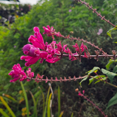 Salvia involucrata var. puberula | Hidalgo