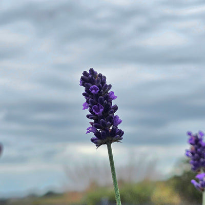 Lavandula angustifolia | Oxford Gem