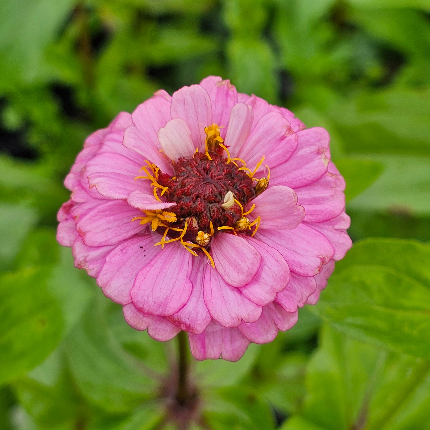 Zinnia | Lilliput Mix