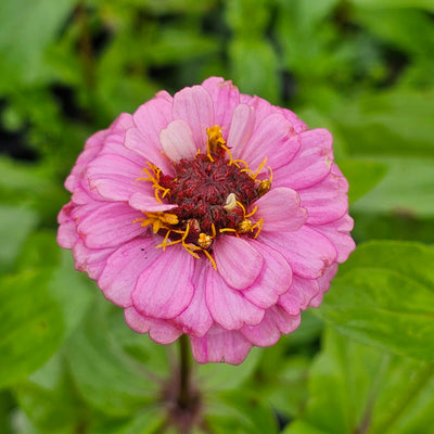 Zinnia | Lilliput Mix