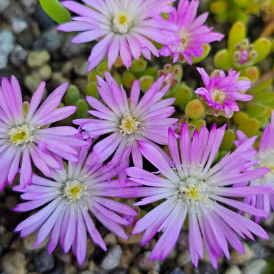 Mesembryanthemum | Pinkie