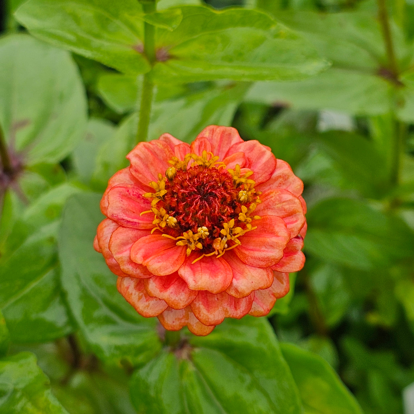 Zinnia | Lilliput Mix