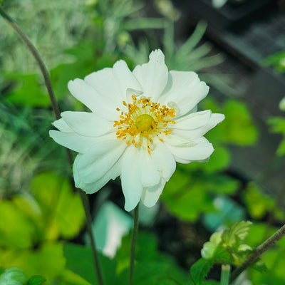 Anemone japonica | Double White