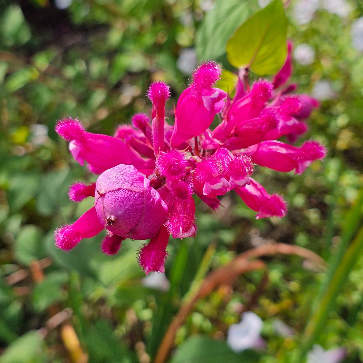 Salvia involucrata var. puberula | Hidalgo