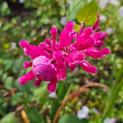 Salvia involucrata var. puberula | Hidalgo