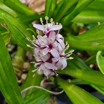 Reineckea carnea | Rose