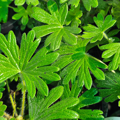 Geranium sanguineum | Tiny Monster