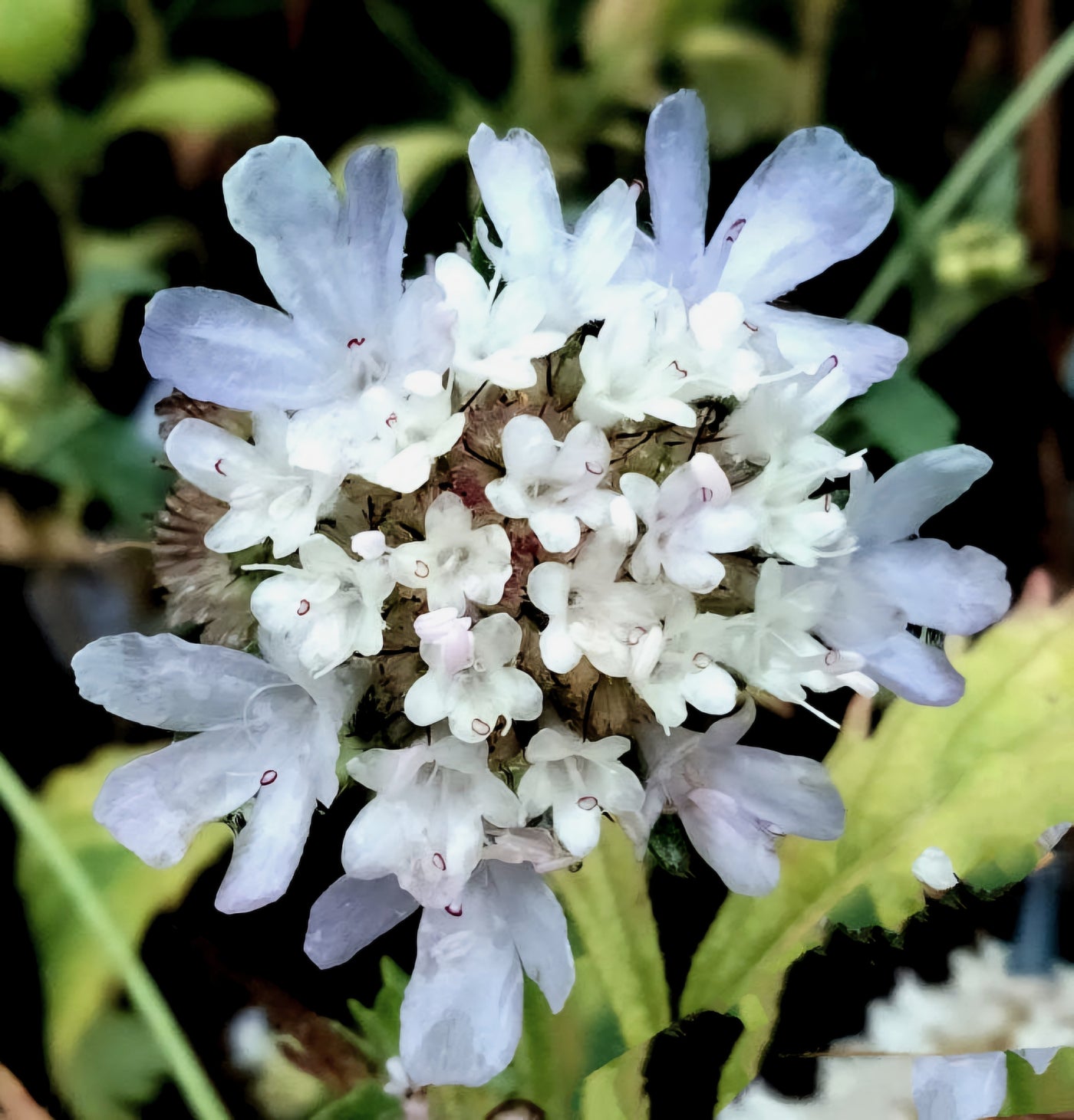 Scabiosa stellata | Starball