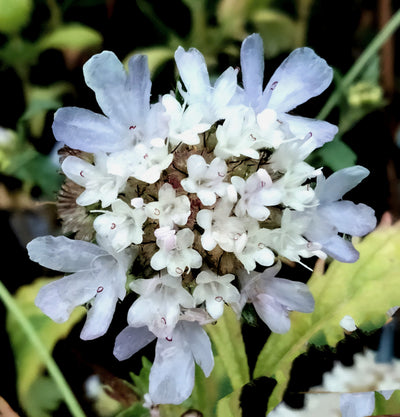 Scabiosa stellata | Starball