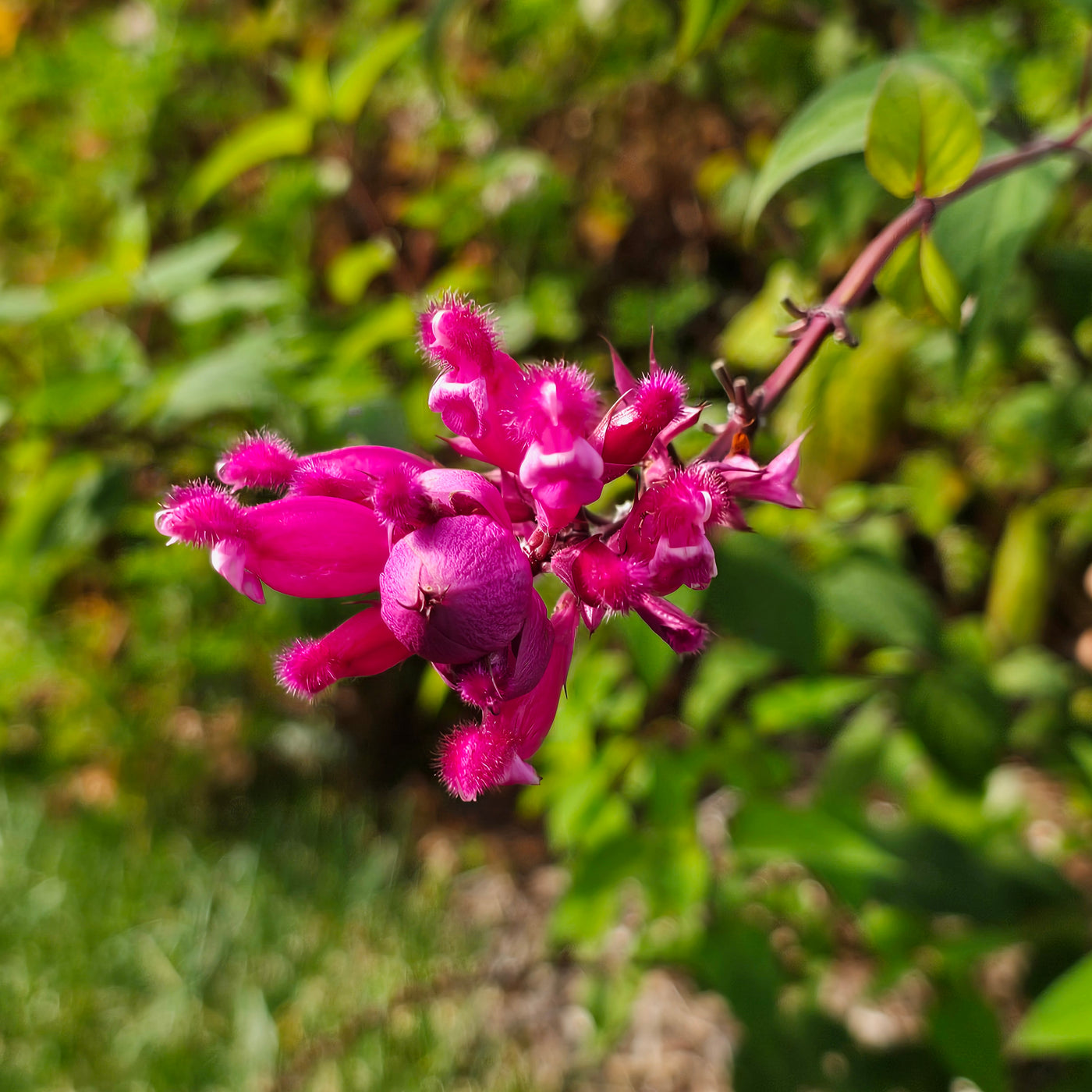 Salvia involucrata var. puberula | Hidalgo