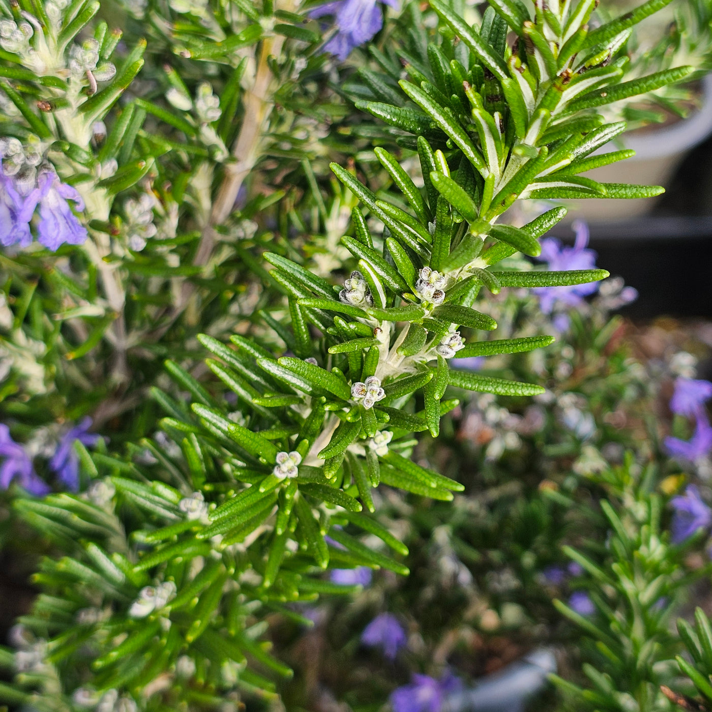 Rosmarinus officinalis | Mozart