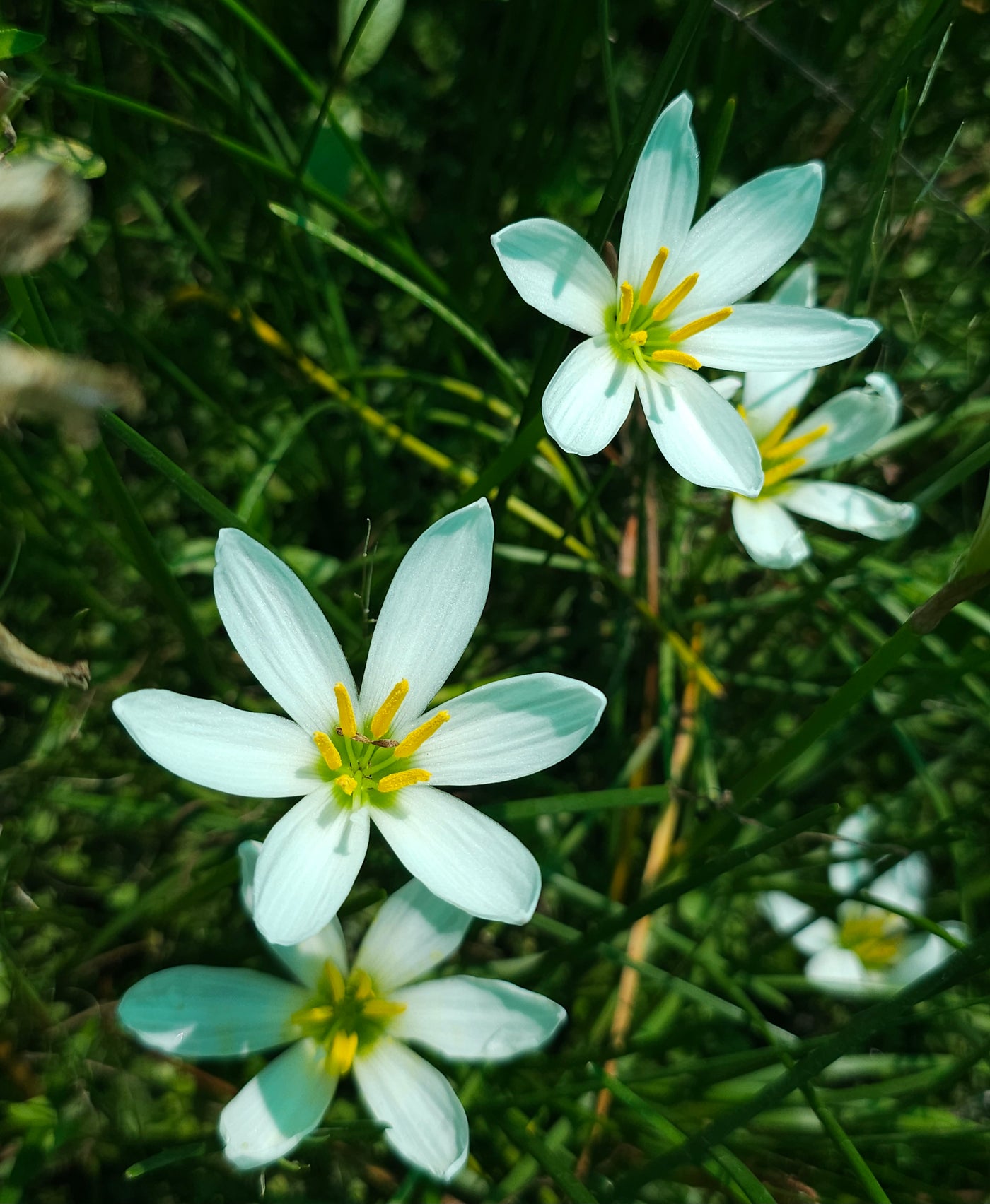 Zephyranthes candida | Alba