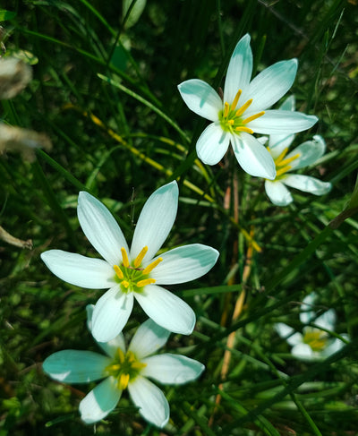 Zephyranthes candida | Alba