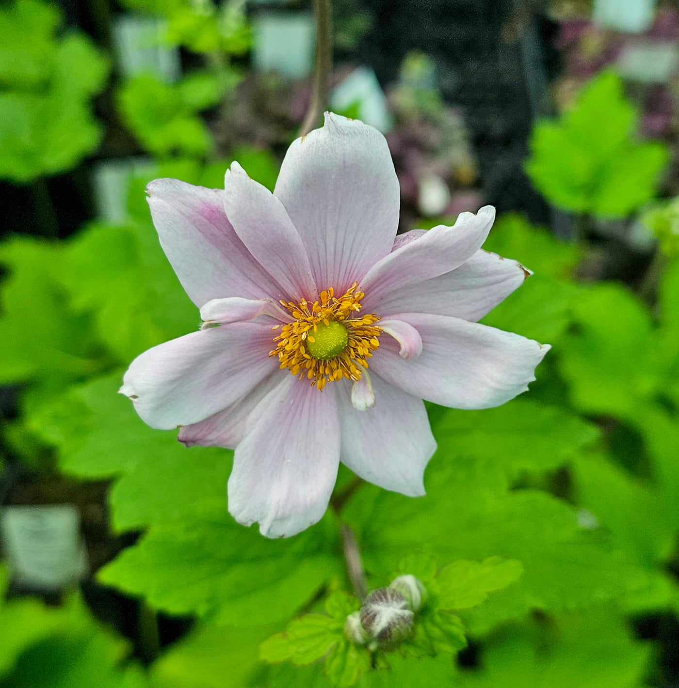Anemone japonica | Double Soft Pink