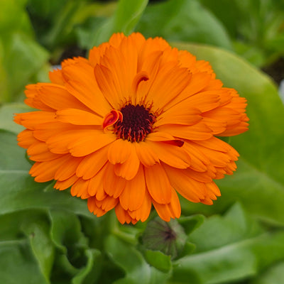 Calendula officinalis | Sunset Tones