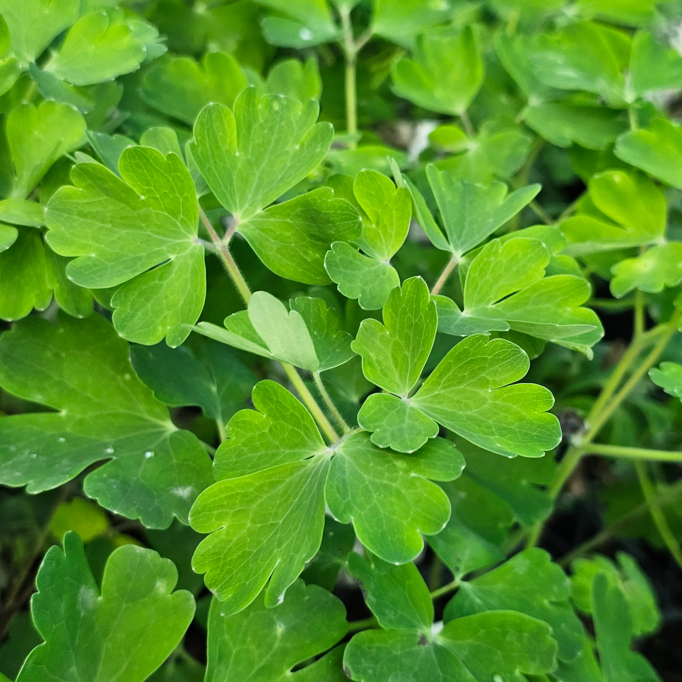 Aquilegia vulgaris var. stellata | Blue Barlow