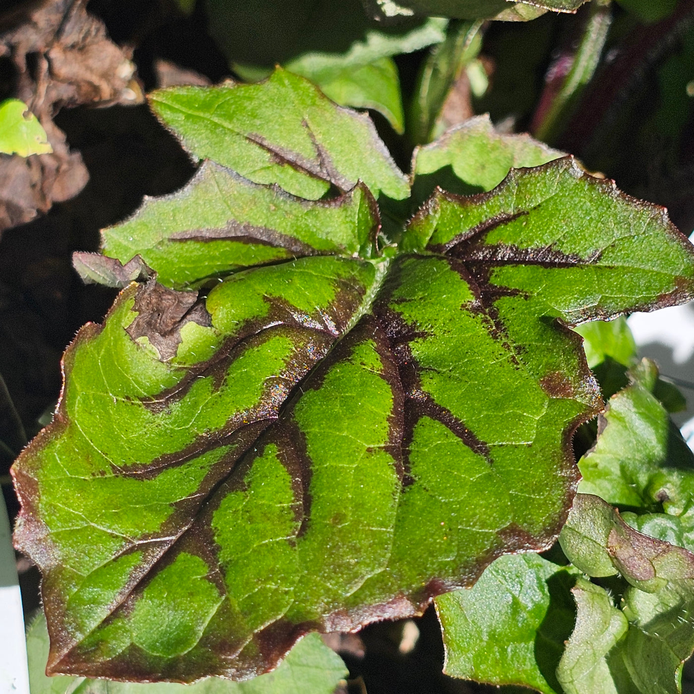 Salvia lyrata | Lyreleaf Sage
