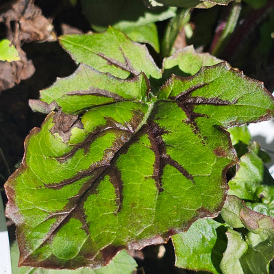 Salvia lyrata | Lyreleaf Sage