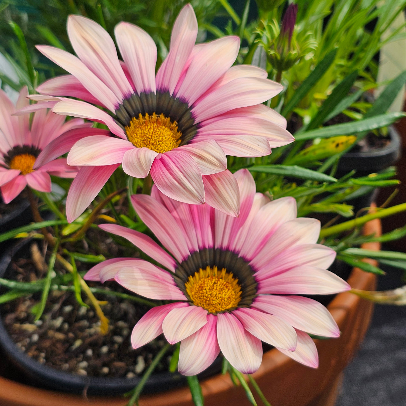 Gazania | Kiss Rose