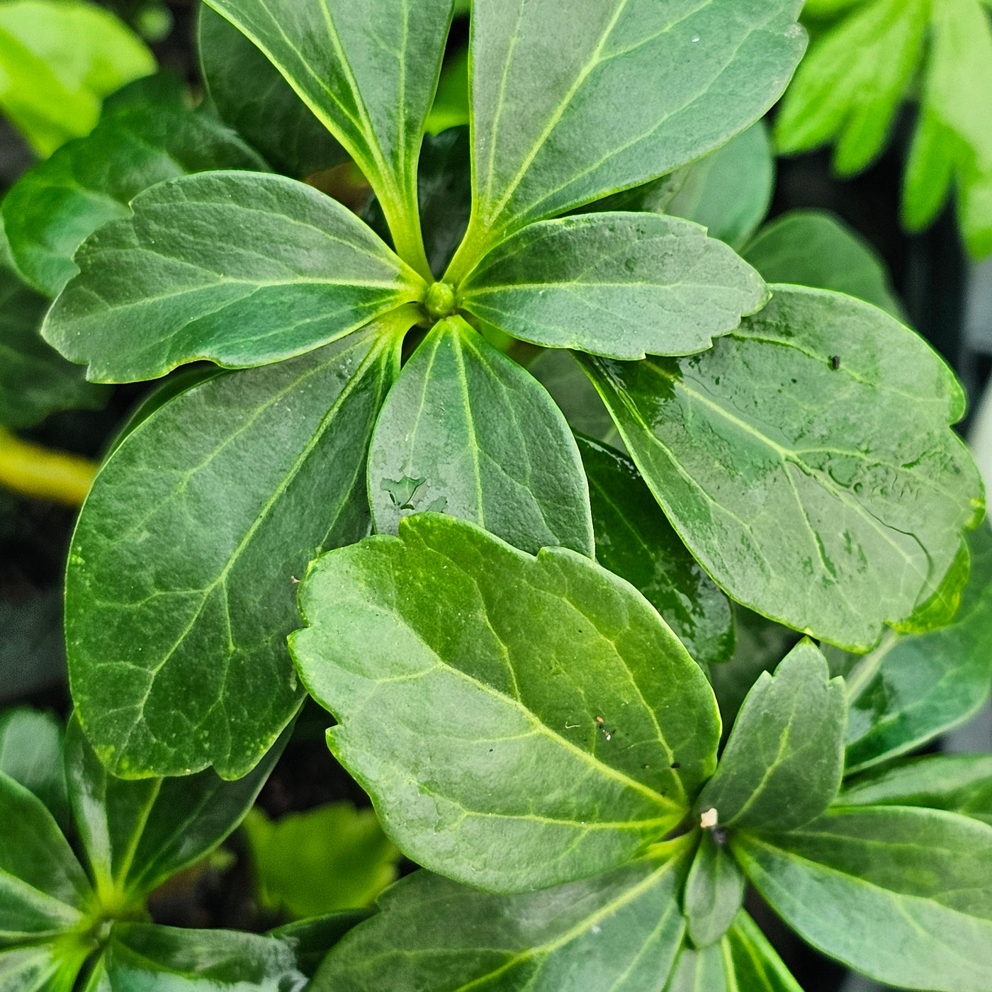 Pachysandra terminalis