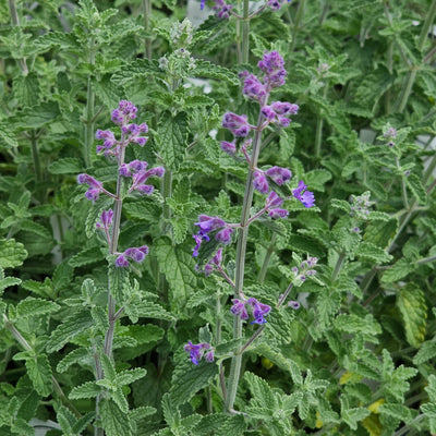 Nepeta mussinii