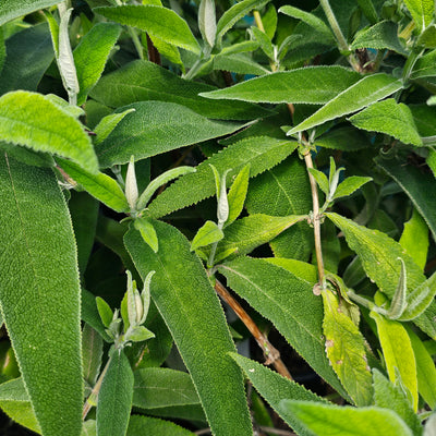 Buddleja salvifolia