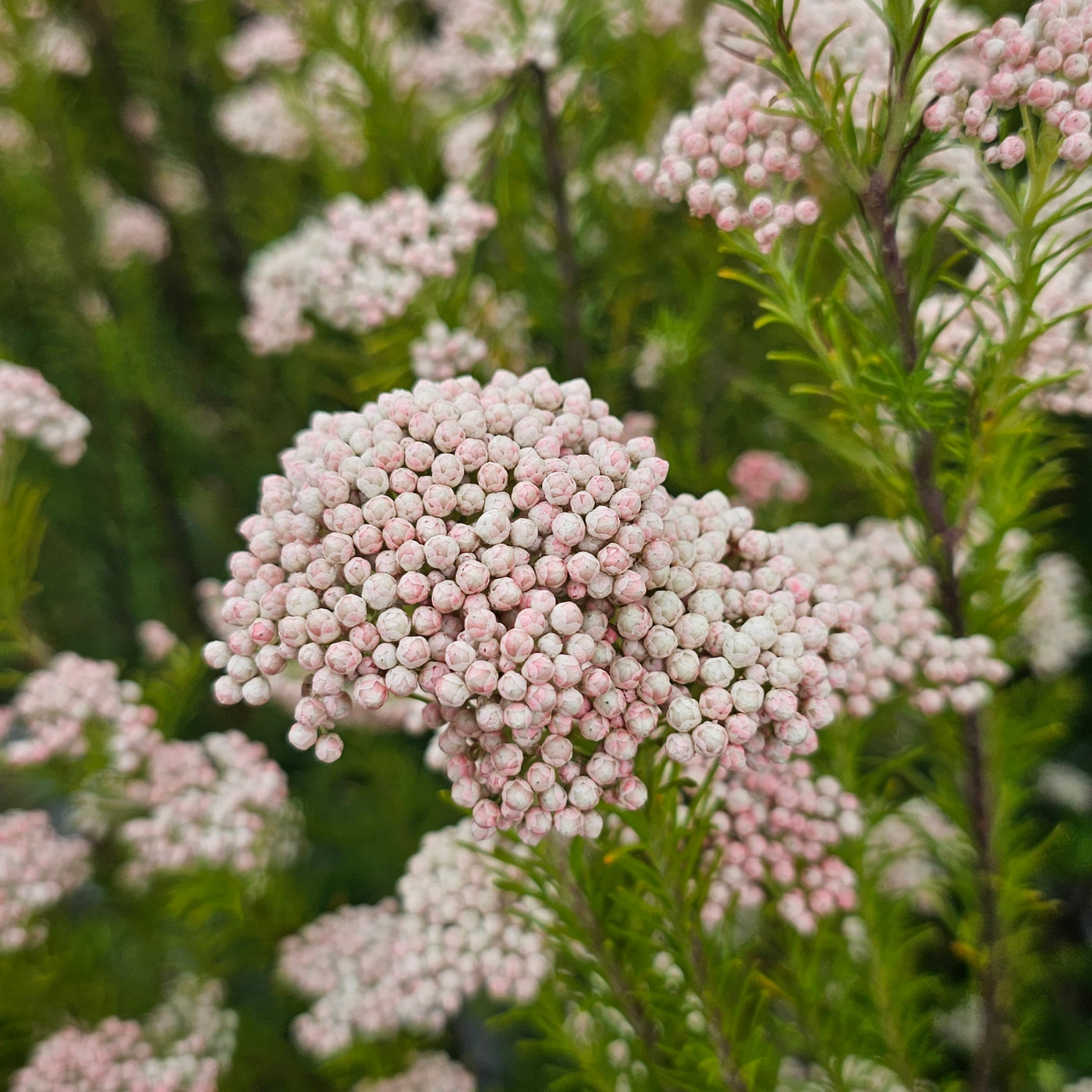 Ozothamnus diosmifolius | Winter White | Rice Flower