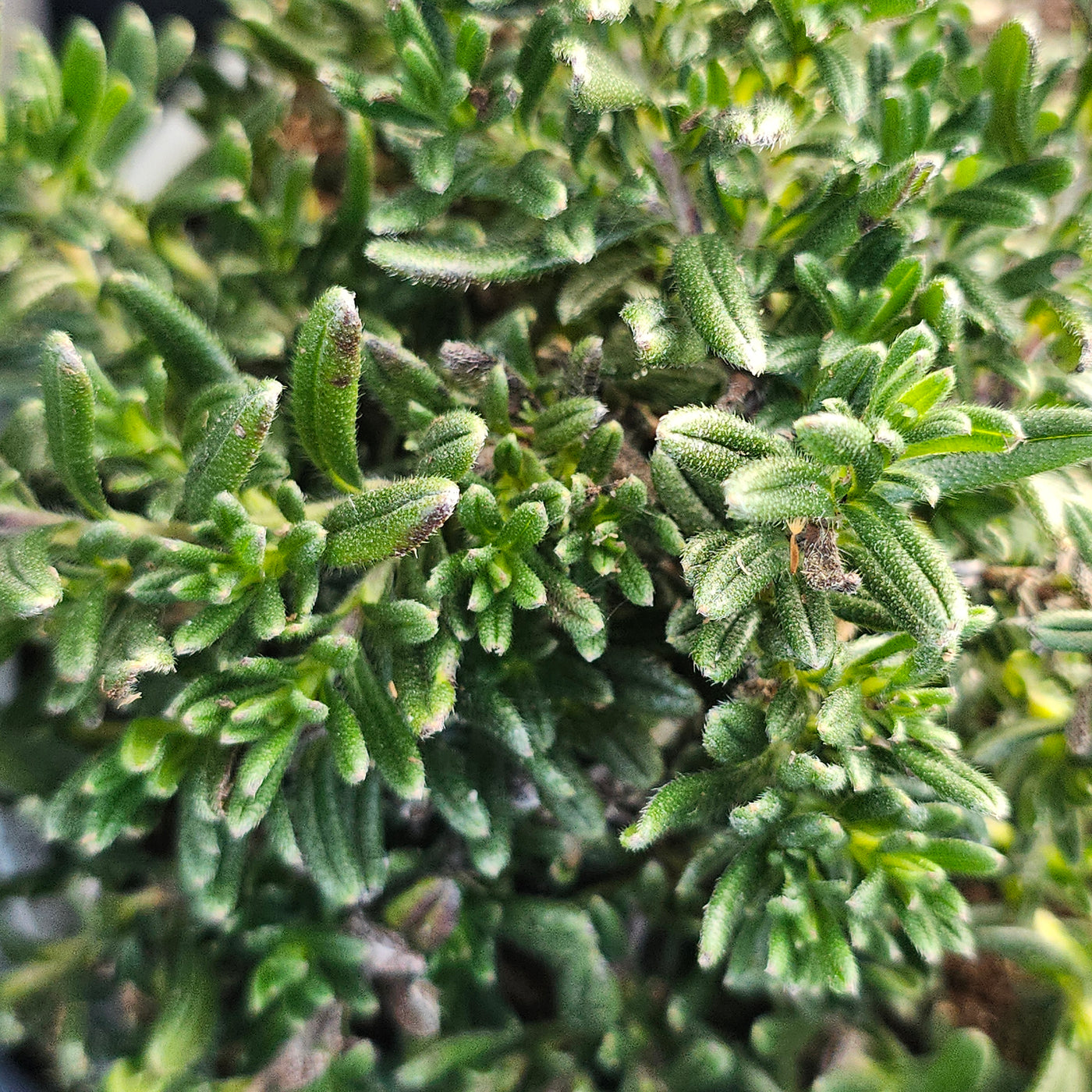 Lithodora diffusa | Grace Ward