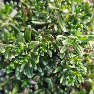 Lithodora diffusa | Grace Ward