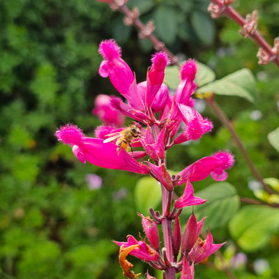 Salvia involucrata var. puberula | Hidalgo