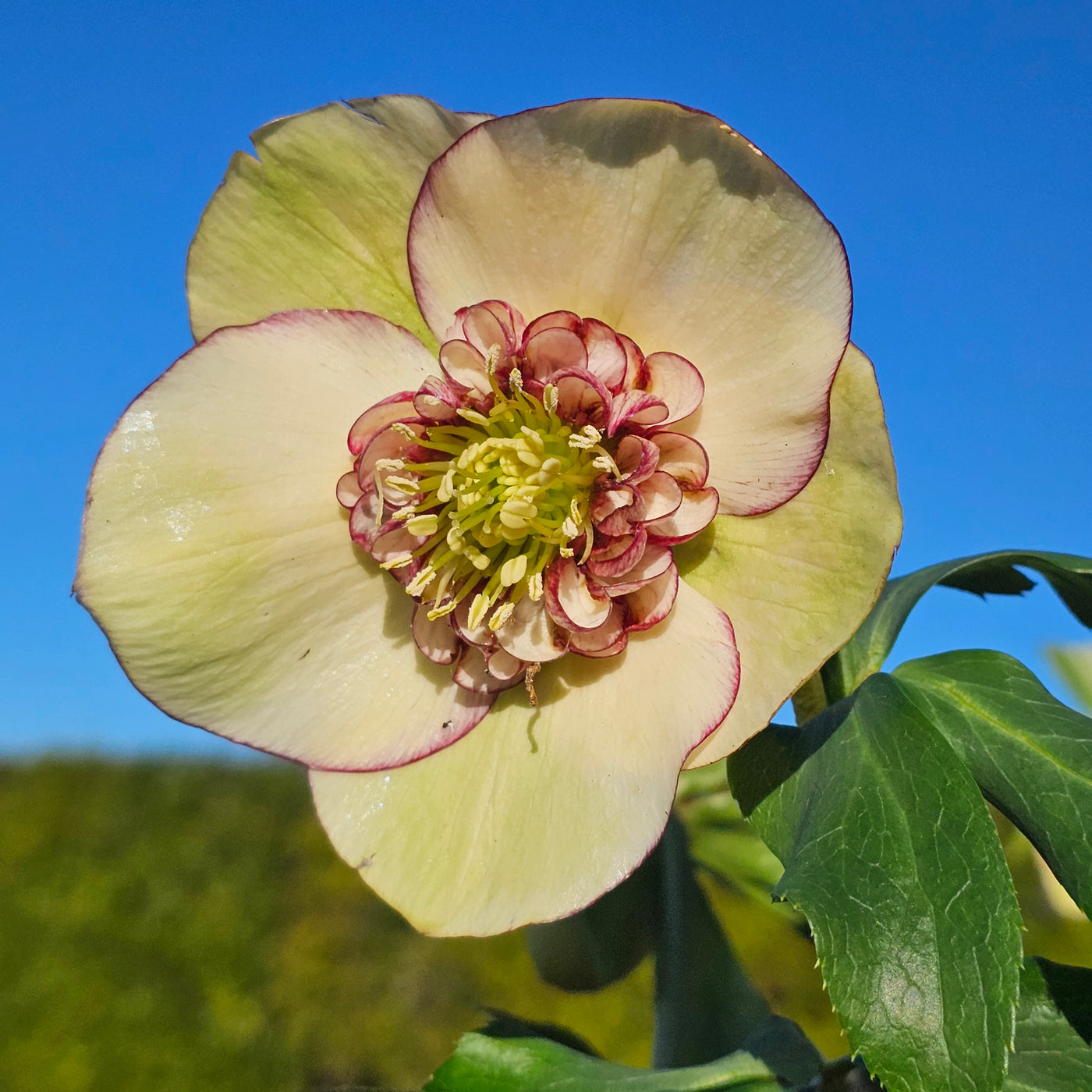 Helleborus x hybridus | Anemone Centered | Yellow Picotee