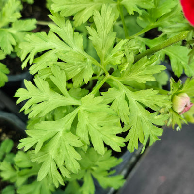 Anemone coronaria | Harmony Double Scarlet | F1 Hybrid