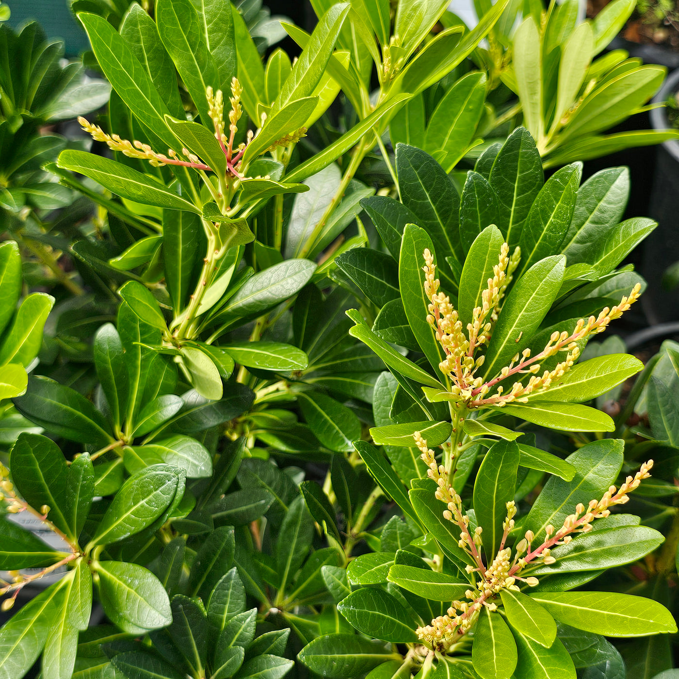 Pieris japonica | Christmas Cheer