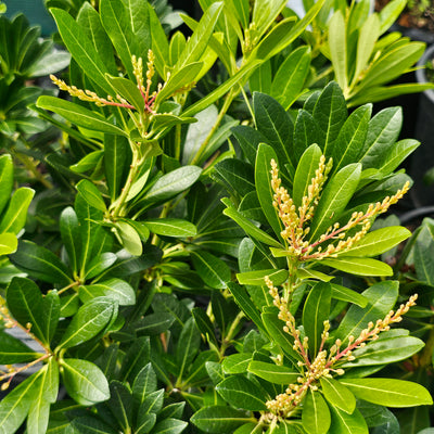 Pieris japonica | Christmas Cheer