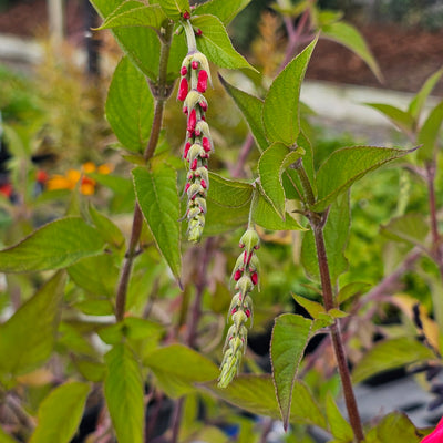 Salvia elegans | Pineapple Sage