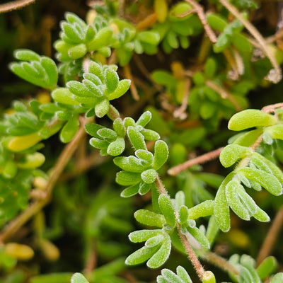 Mesembryanthemum | Pinkie