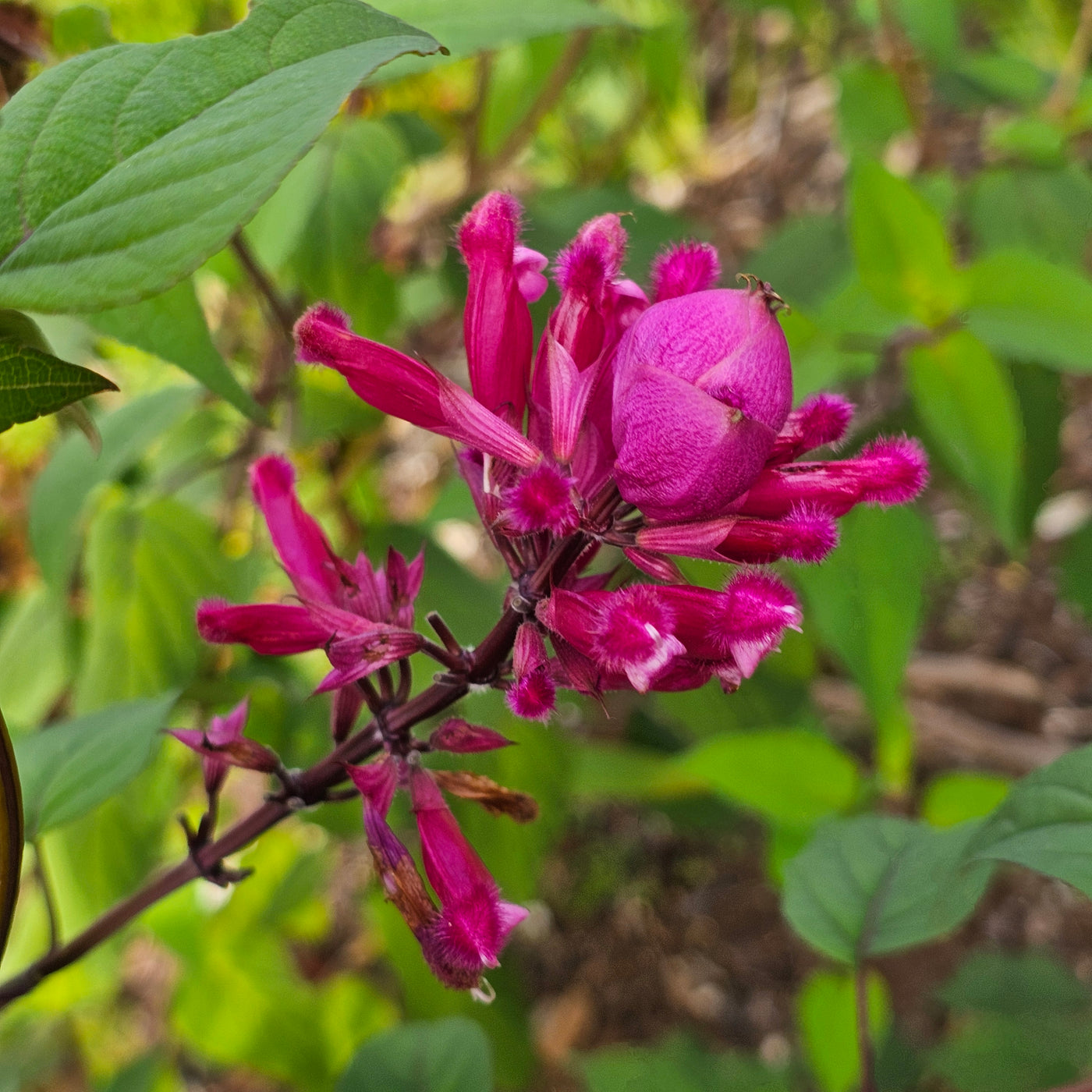 Salvia involucrata var. puberula | Hidalgo