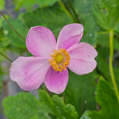 Anemone x hybrida | Pale Pink