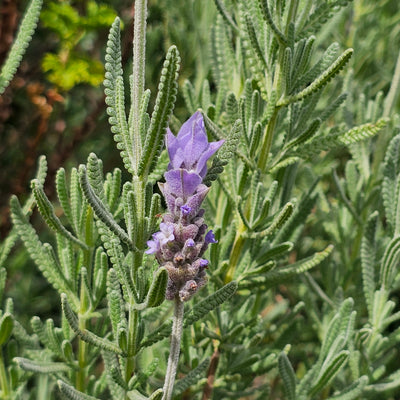 Lavandula dentata