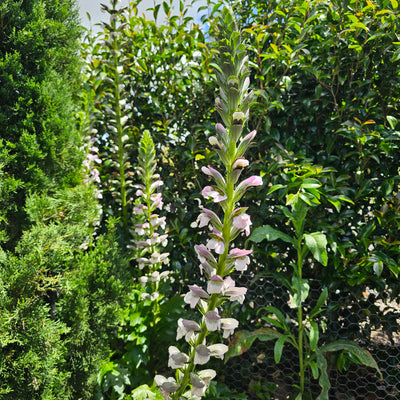 Acanthus mollis