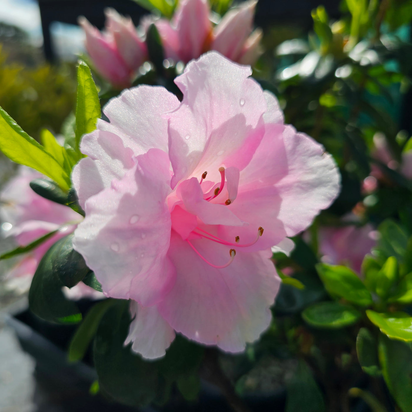 Azalea indica | Silver Anniversary