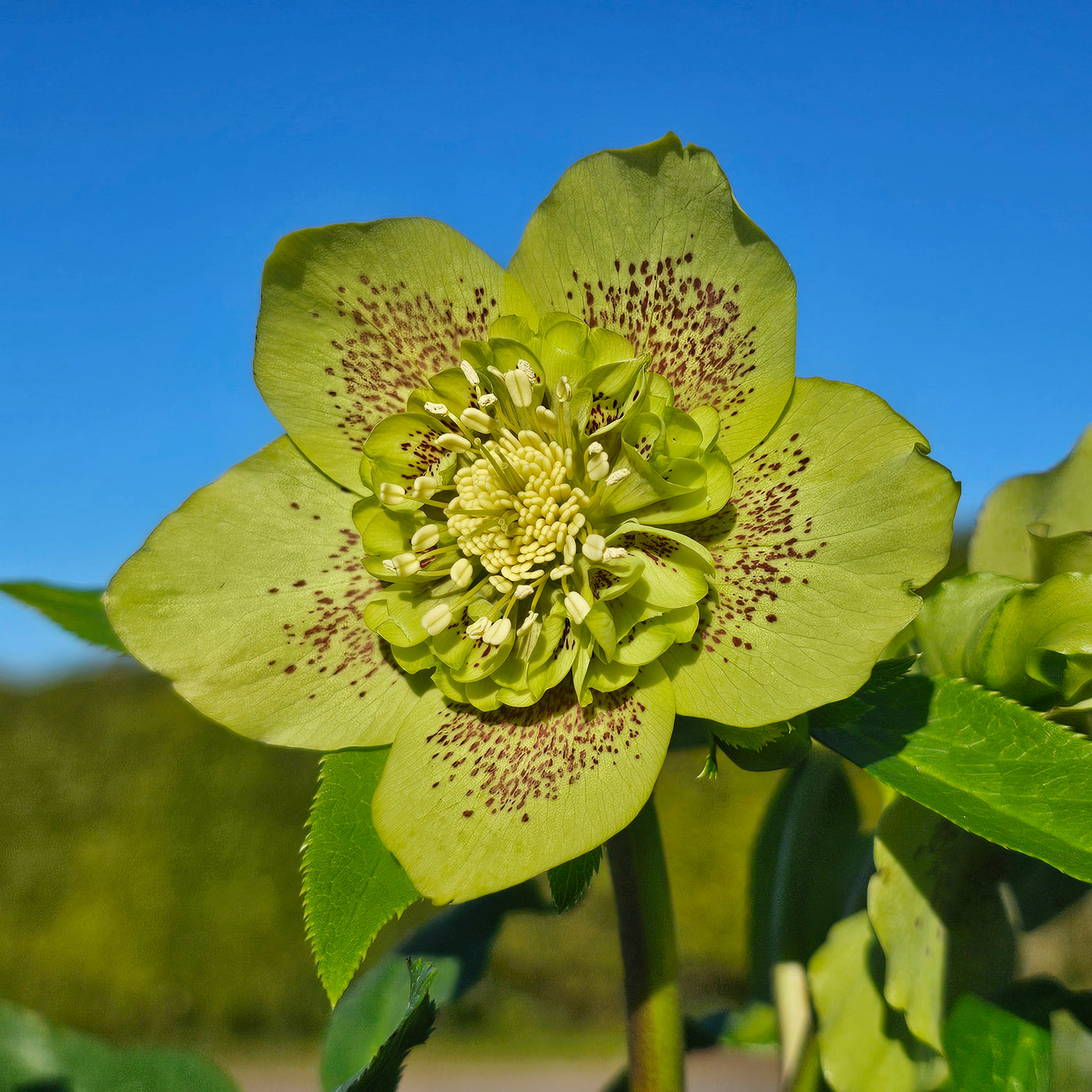 Helleborus x hybridus | Anemone Centered | Spotted Green