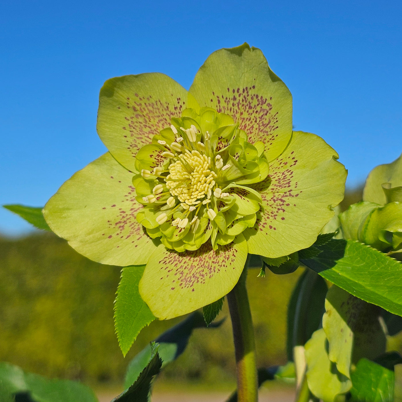 Helleborus x hybridus | Anemone Centered | Spotted Green