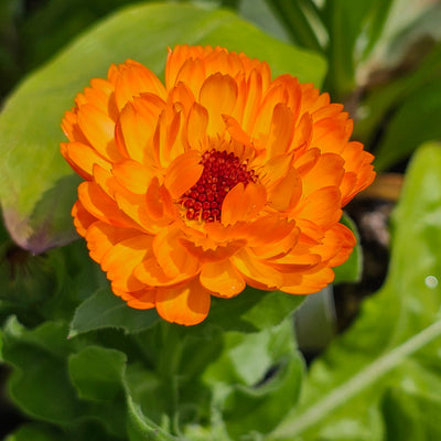 Calendula officinalis | Cantaloupe Mix