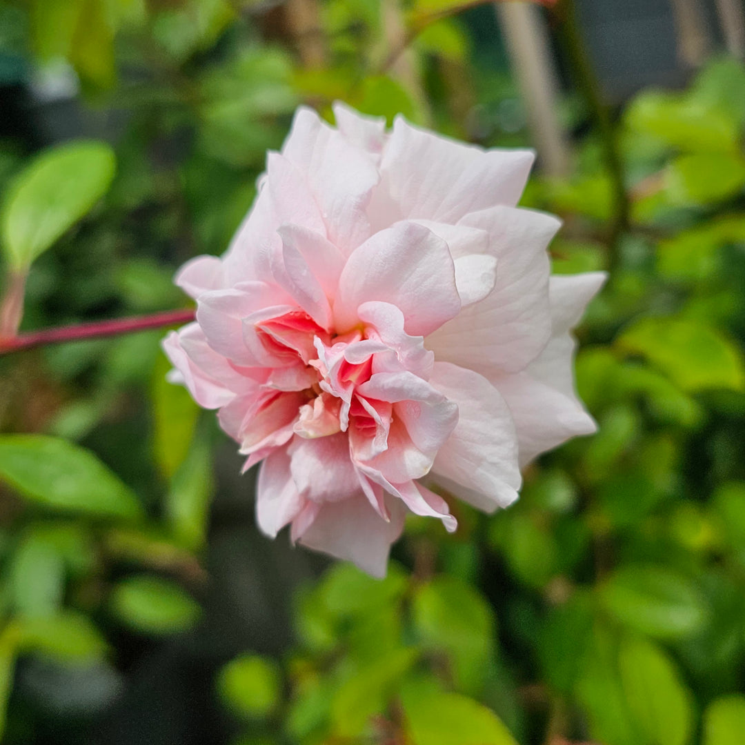 Rosa polyantha | Cecile Brunner – Addenbrooke